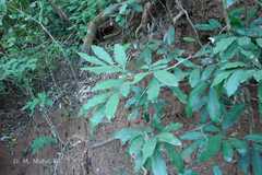 Glycosmis mauritiana